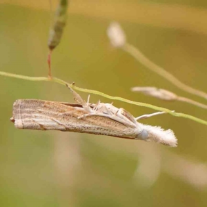 Culladia cuneiferellus at Bruce Ridge - 20 Mar 2024 01:31 PM