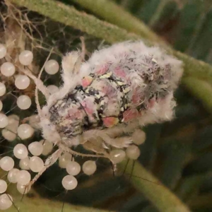 Anestia (genus) at Bruce Ridge - 20 Mar 2024