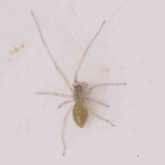 Cheiracanthium sp. (genus) (Unidentified Slender Sac Spider) at Bruce Ridge - 20 Mar 2024 by ConBoekel