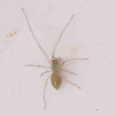 Cheiracanthium sp. (genus) (Unidentified Slender Sac Spider) at Bruce Ridge - 20 Mar 2024 by ConBoekel