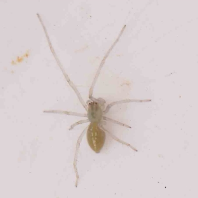 Cheiracanthium sp. (genus) (Unidentified Slender Sac Spider) at Bruce Ridge - 20 Mar 2024 by ConBoekel