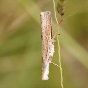 Culladia cuneiferellus at Bruce Ridge - 20 Mar 2024 01:29 PM