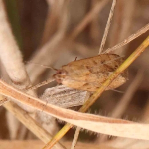 Achyra (genus) at Bruce Ridge - 20 Mar 2024 12:51 PM