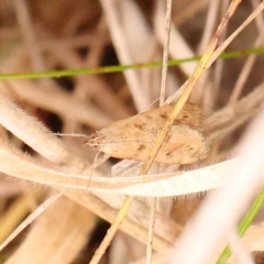 Achyra (genus) at Bruce Ridge - 20 Mar 2024 12:51 PM