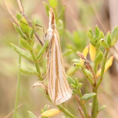 Hednota species near grammellus (Pyralid or snout moth) at Bruce Ridge - 20 Mar 2024 by ConBoekel
