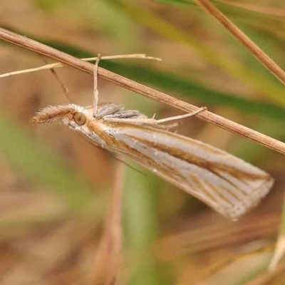 Hednota species near grammellus (Pyralid or snout moth) at Bruce Ridge - 20 Mar 2024 by ConBoekel