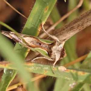 Cosmodes elegans at Bruce Ridge - 20 Mar 2024