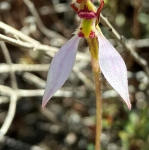 Eriochilus cucullatus at Bluetts Block (402, 403, 12, 11) - suppressed