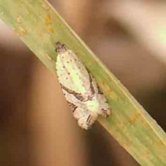 Vacuana vacuana (A Tortricid moth (Tortricinae)) at Bruce Ridge - 20 Mar 2024 by ConBoekel