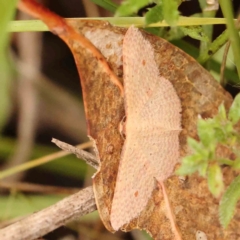 Epicyme rubropunctaria (Red-spotted Delicate) at Bruce Ridge - 20 Mar 2024 by ConBoekel