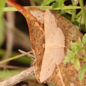 Epicyme rubropunctaria at Bruce Ridge - 20 Mar 2024