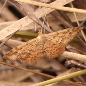 Scopula rubraria at Bruce Ridge - 20 Mar 2024 02:30 PM