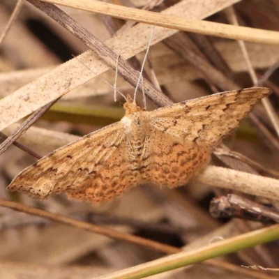 Scopula rubraria (Reddish Wave, Plantain Moth) at Bruce Ridge - 20 Mar 2024 by ConBoekel