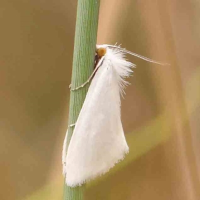 Tipanaea patulella (A Crambid moth) at Bruce Ridge - 20 Mar 2024 by ConBoekel