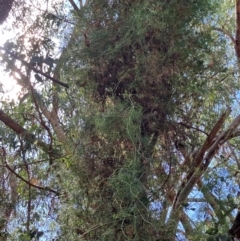 Clematis leptophylla (Small-leaf Clematis, Old Man's Beard) at Block 402 - 22 Mar 2024 by strigo