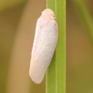 Anzora unicolor at Bruce Ridge - 20 Mar 2024