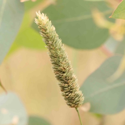 Phalaris aquatica (Phalaris, Australian Canary Grass) at Bruce Ridge - 20 Mar 2024 by ConBoekel