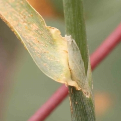 Phalaris aquatica at Bruce Ridge - 20 Mar 2024 12:58 PM