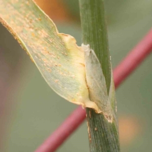 Phalaris aquatica at Bruce Ridge - 20 Mar 2024