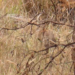 Oryctolagus cuniculus at Bruce Ridge - 20 Mar 2024 12:41 PM