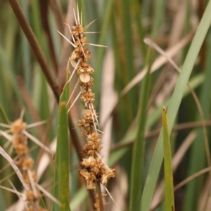 Lomandra longifolia at Bruce Ridge - 20 Mar 2024