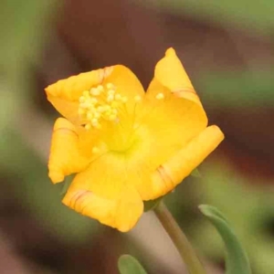 Hypericum gramineum at Bruce Ridge - 20 Mar 2024