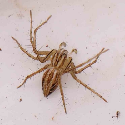 Oxyopes sp. (genus) (Lynx spider) at Bruce Ridge - 20 Mar 2024 by ConBoekel