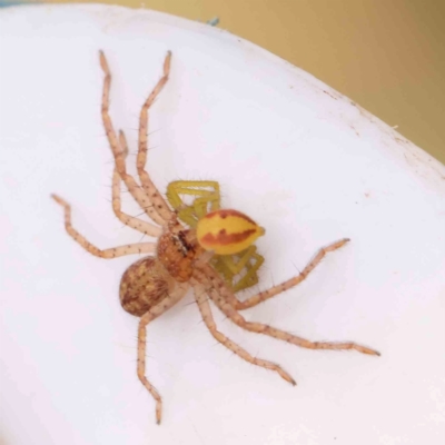 Isopeda or Isopedella sp. (genus) (Huntsman) at Bruce Ridge - 20 Mar 2024 by ConBoekel