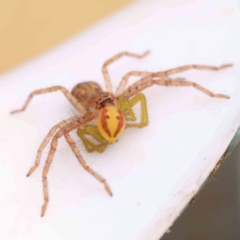Thomisidae (family) (Unidentified Crab spider or Flower spider) at Bruce Ridge - 20 Mar 2024 by ConBoekel