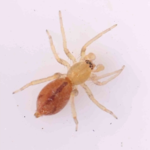 Clubionidae (family) at Bruce Ridge - 20 Mar 2024 02:00 PM