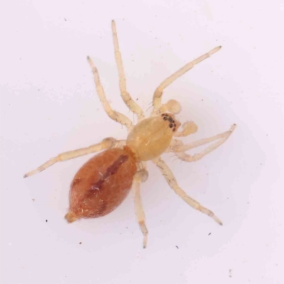 Unidentified Other hunting spider at Bruce Ridge - 20 Mar 2024 by ConBoekel