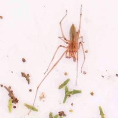 Cheiracanthium gracile (Slender sac spider) at Bruce Ridge - 20 Mar 2024 by ConBoekel