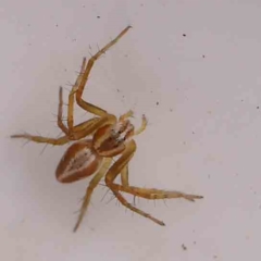 Oxyopes sp. (genus) (Lynx spider) at Bruce Ridge - 20 Mar 2024 by ConBoekel