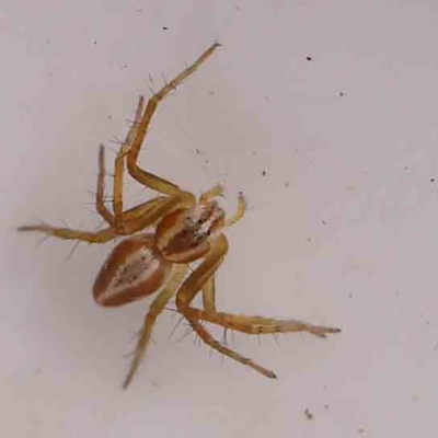 Oxyopes (genus) (Lynx spider) at Bruce Ridge - 20 Mar 2024 by ConBoekel