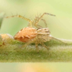 Oxyopes sp. (genus) (Lynx spider) at Bruce Ridge - 20 Mar 2024 by ConBoekel