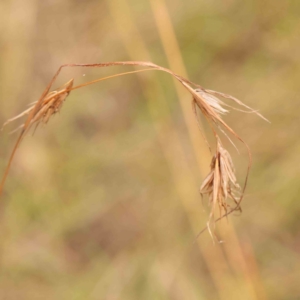 Themeda triandra at Bruce Ridge - 20 Mar 2024