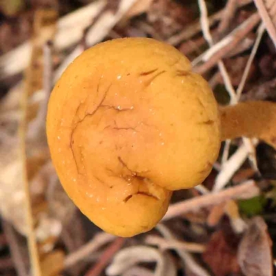 Unidentified Cap on a stem; gills below cap [mushrooms or mushroom-like] at O'Connor, ACT - 20 Mar 2024 by ConBoekel
