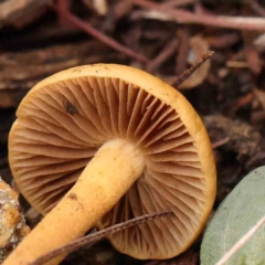 zz agaric (stem; gills not white/cream) at Bruce Ridge - 20 Mar 2024