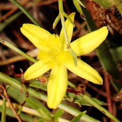 Tricoryne elatior (Yellow Rush Lily) at O'Connor, ACT - 20 Mar 2024 by ConBoekel