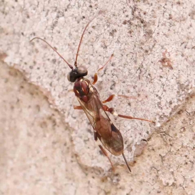Eupelmidae (family) (Eupelmid wasp) at Bruce Ridge - 20 Mar 2024 by ConBoekel