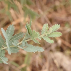 Acacia baileyana (Cootamundra Wattle, Golden Mimosa) at O'Connor, ACT - 20 Mar 2024 by ConBoekel