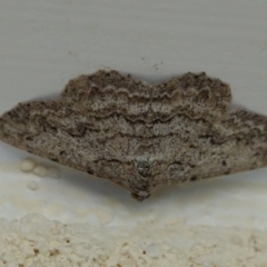 Didymoctenia exsuperata (Thick-lined Bark Moth) at Hall, ACT - 18 Mar 2024 by Anna123