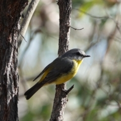 Eopsaltria australis (Eastern Yellow Robin) at Denman Prospect, ACT - 21 Mar 2024 by Anna123