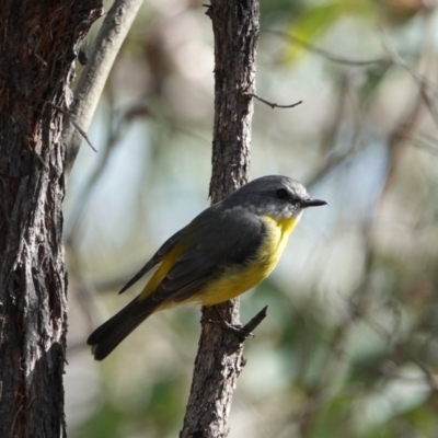 Eopsaltria australis (Eastern Yellow Robin) at Block 402 - 22 Mar 2024 by Anna123