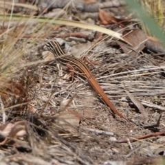 Ctenotus taeniolatus (Copper-tailed Skink) at Denman Prospect, ACT - 22 Mar 2024 by Anna123