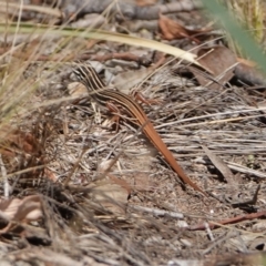 Ctenotus taeniolatus (Copper-tailed Skink) at Block 402 - 22 Mar 2024 by Anna123