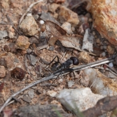 Camponotus suffusus (Golden-tailed sugar ant) at Block 402 - 22 Mar 2024 by Anna123