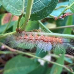 Orgyia anartoides at Campbell, ACT - 22 Mar 2024