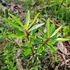 Tasmannia lanceolata (Mountain Pepper) at QPRC LGA - 22 Mar 2024 by Csteele4