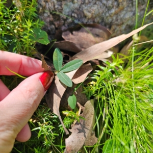 Glycine clandestina at QPRC LGA - 22 Mar 2024